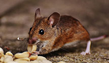 24 Hour & Emergency Exterminators in Wolcottville, IN